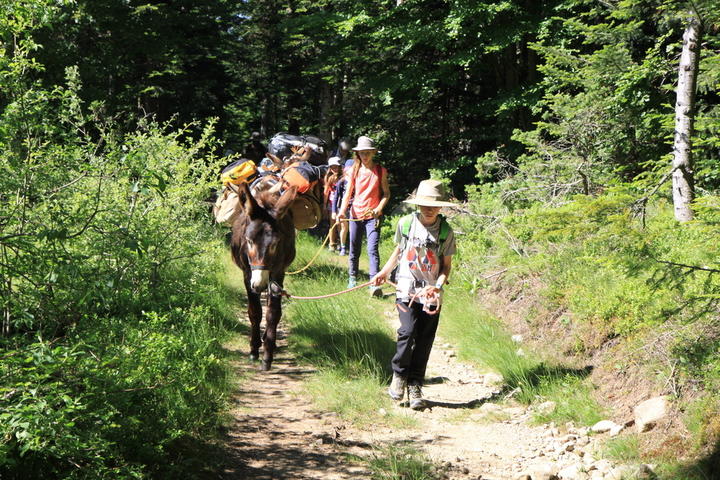 Location d'ânes de randonnées ''Les ânes de Farfara''
