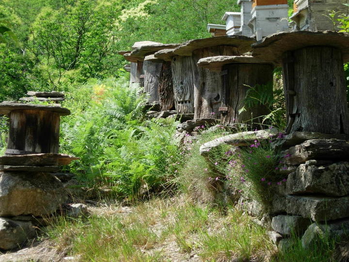 Photo ruche Photo ruche