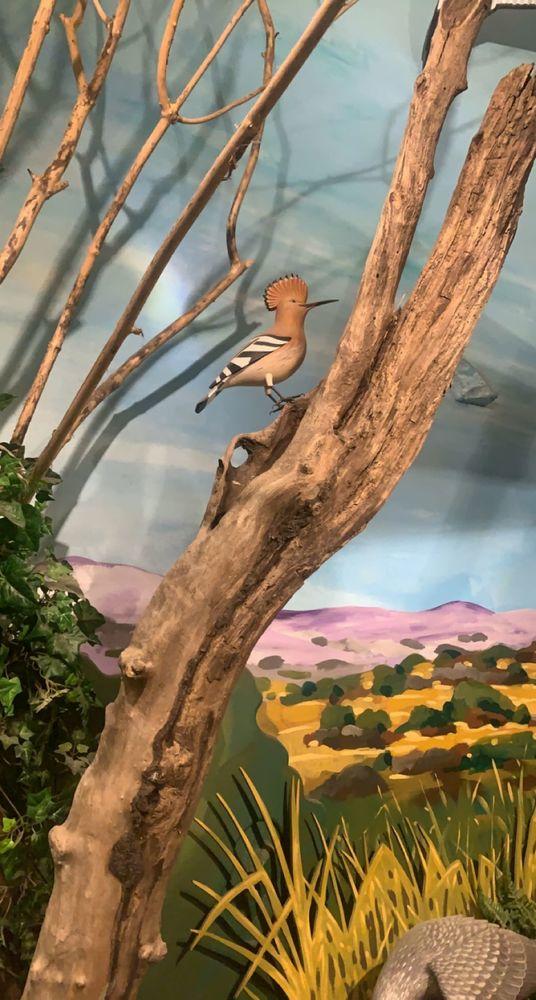 la fresque des oiseaux