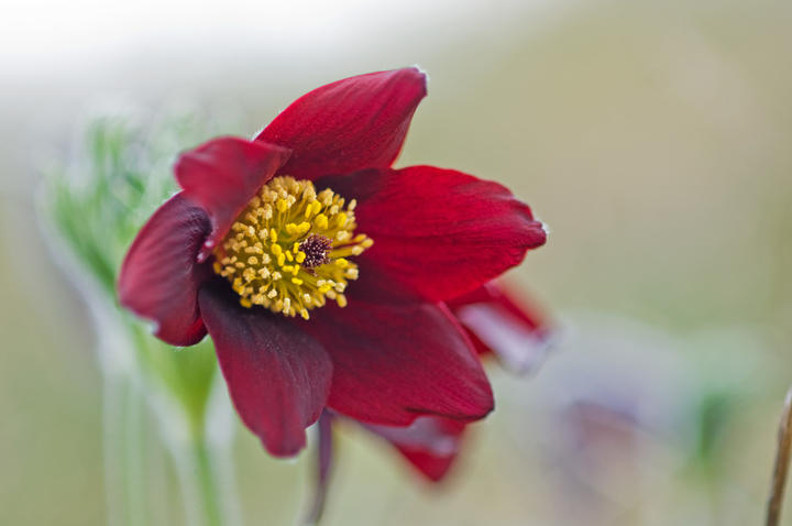 05_Pulsatilla rubra subsp rubra_PERERA_S_ALIZARI_AAB8086r.jpg Près de 600 plantes à découvrir dont de nombreuses espèces endémiques du Massif central