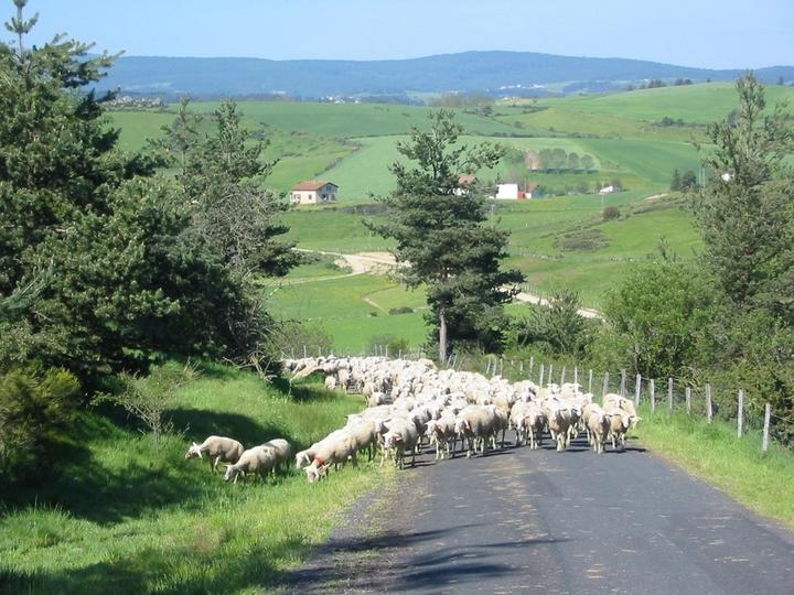 Producteurs_Pays_de_Saugues_Lebrat_Clément