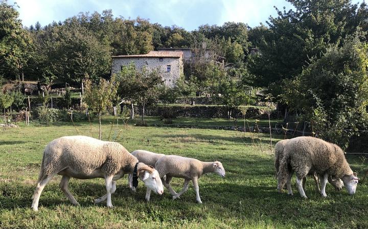 bergerie cévenole agneaux rustiques