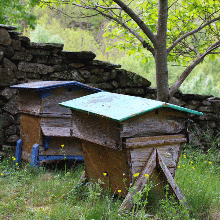 Photo Ruche4 Photo Ruche4