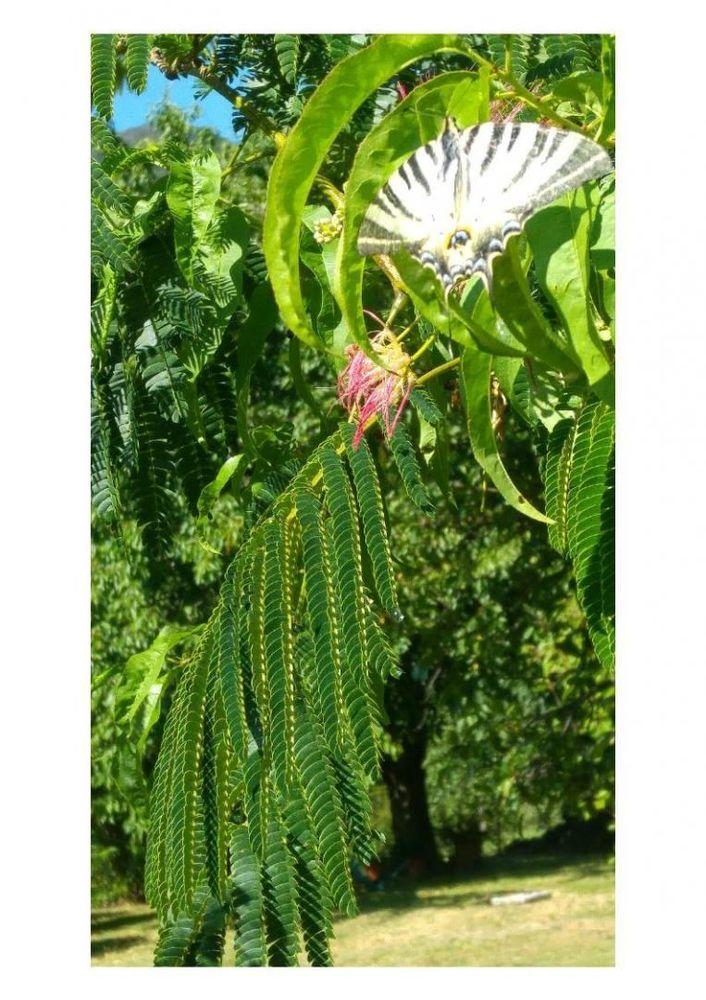 aperçu  de la verdure et de la flore