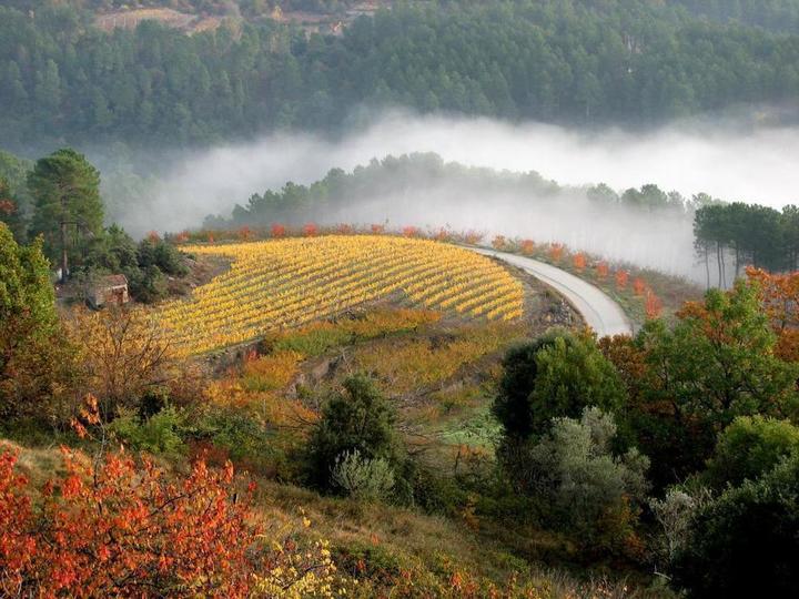 champ de vignes en automne