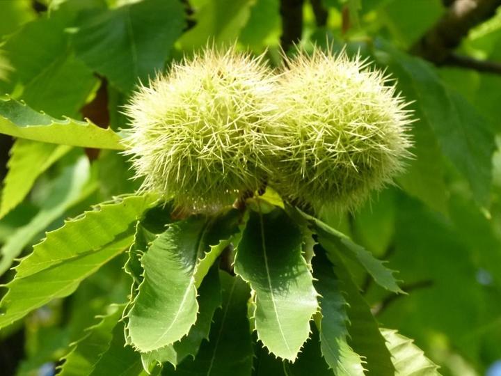 Bogue de châtaignes