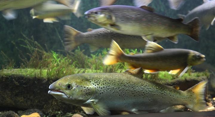 EVE Aquarium maison de saumon