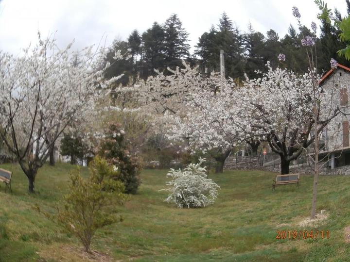 le verger au printemps