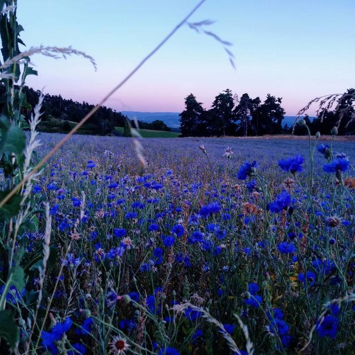 Le Vallon d'Armandine
