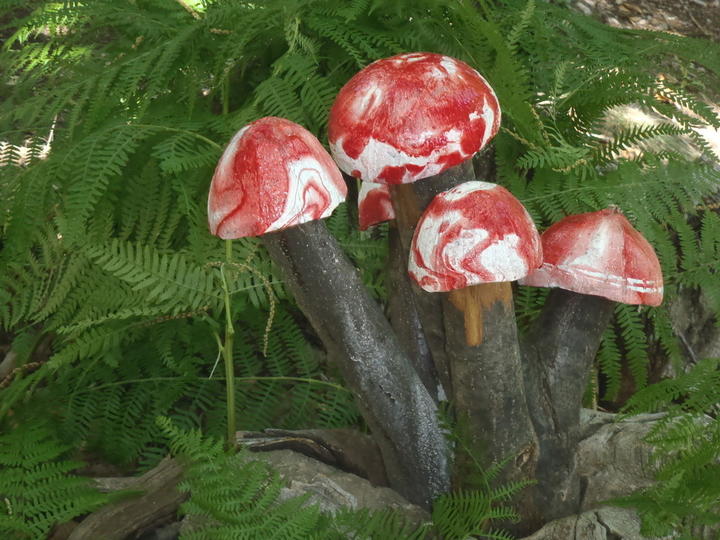 Ron des Fades Champi-coco