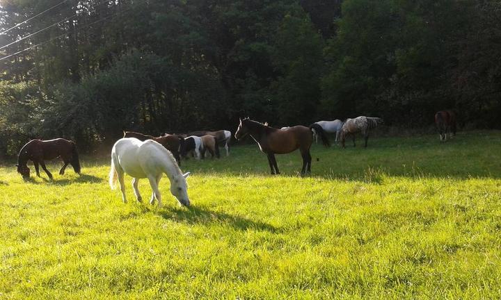 Ecurie de Combeneyre