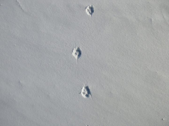 Traces de renard dans les monts d'Ardèche ©o.mathis