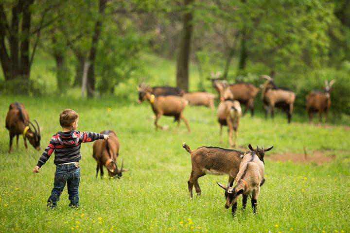 Montpezat sous Bauzon - Visite de ferme en ferme au Clos Bonnaud ©S.BUGNON