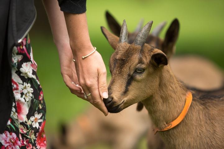 Montpezat sous Bauzon - Visite de ferme en ferme au Clos Bonnaud 2©S.BUGNON Montpezat sous Bauzon - Visite de ferme en ferme au Clos Bonnaud 2©S.BUGNON