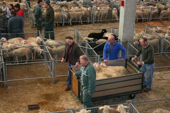 Marché_aux_Bestiaux_Saugues