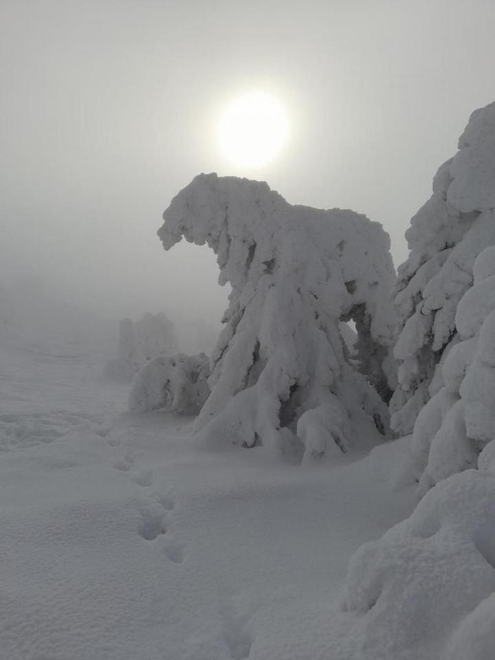 Arbre ou Éléphant ?
Çà (trompe énormément ?)
MEZENC féerique ?
Hiver 2020-2021