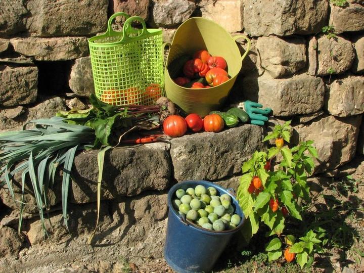 légumes de notre jardin bio