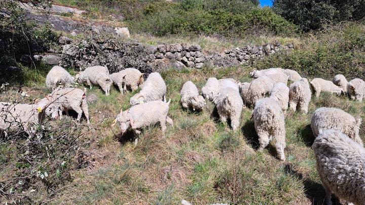 4520.jpg en plein repas