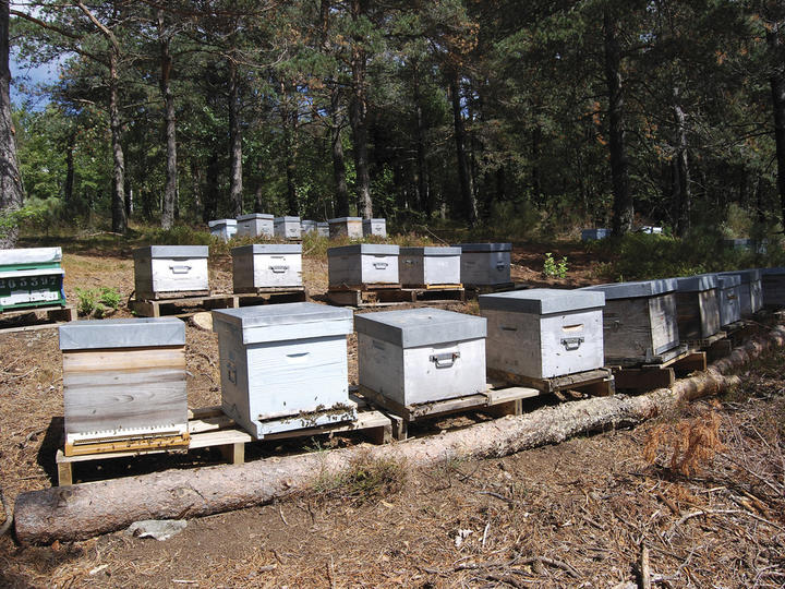 le miel de tanguy faugeres cevennes ardèche