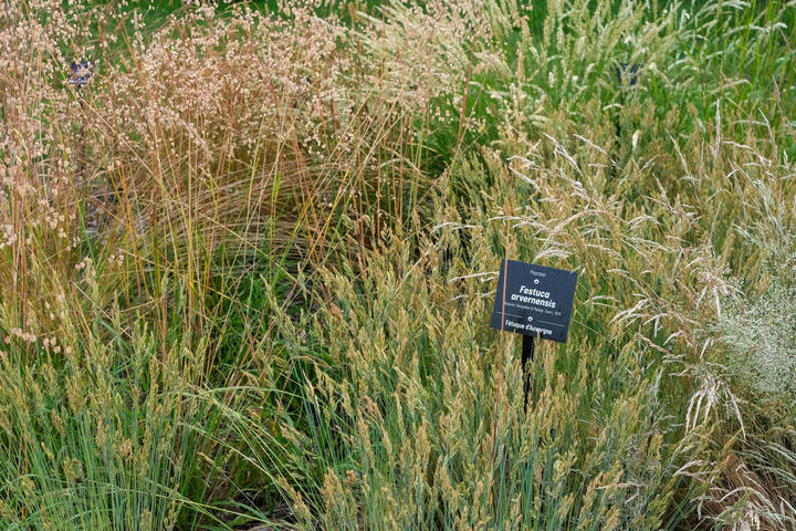07_PERERA_S_CBNMC_DSF5557.jpg De nombreuses étiquettes botaniques permettent de repérer les espèces intéressantes à observer