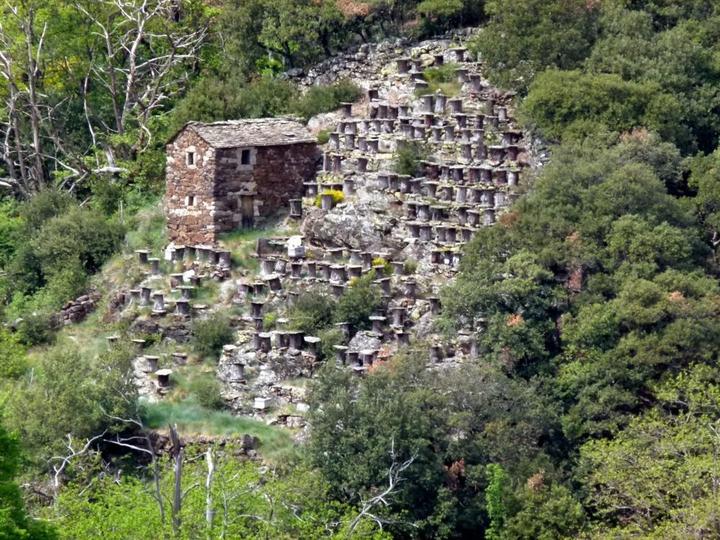 Rucher ancien près de Thines