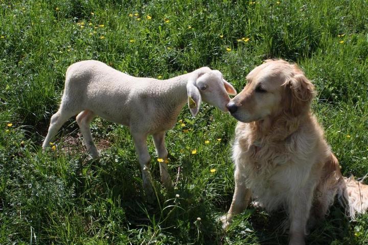 petit agneau de la ferme