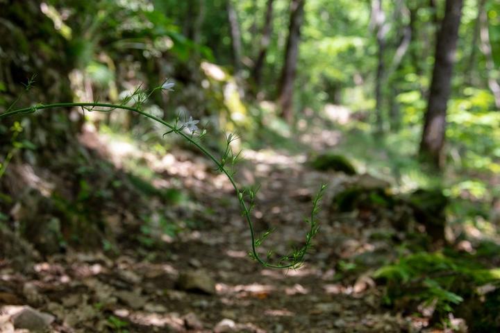 Barnas - Balade au sentier botanique - en forêt ©sourcesetvolcans