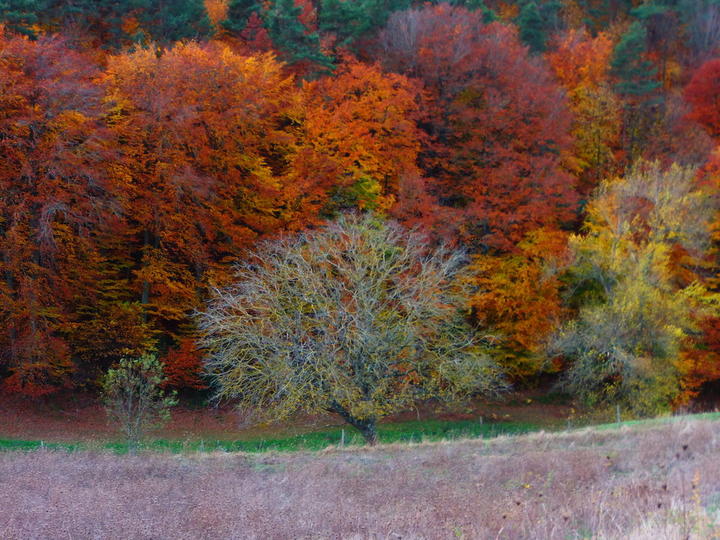 Le Vallon d'Armandine