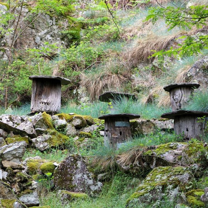 Photo Ruche7 Photo Ruche7