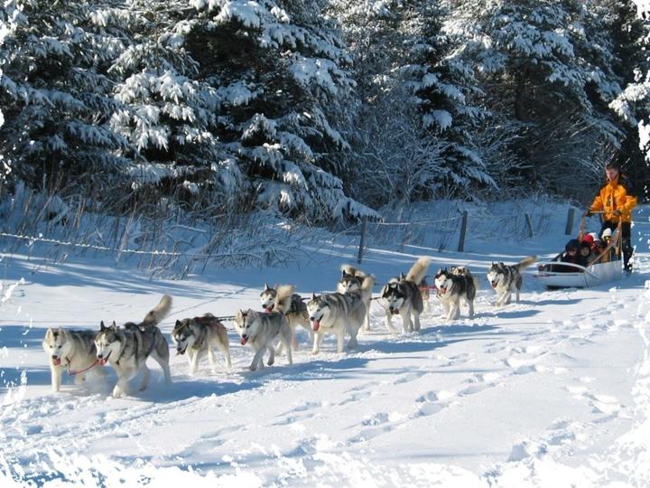 CHIENS DE TRAÎNEAUX