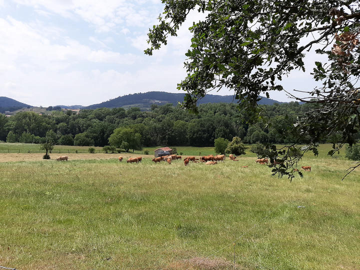 Le 1150 - La Maison de Nine