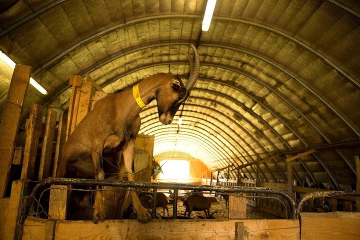 Montpezat sous Bauzon - Chèvres au Clos Bonnaud ©S.BUGNON Montpezat sous Bauzon - Chèvres au Clos Bonnaud ©S.BUGNON