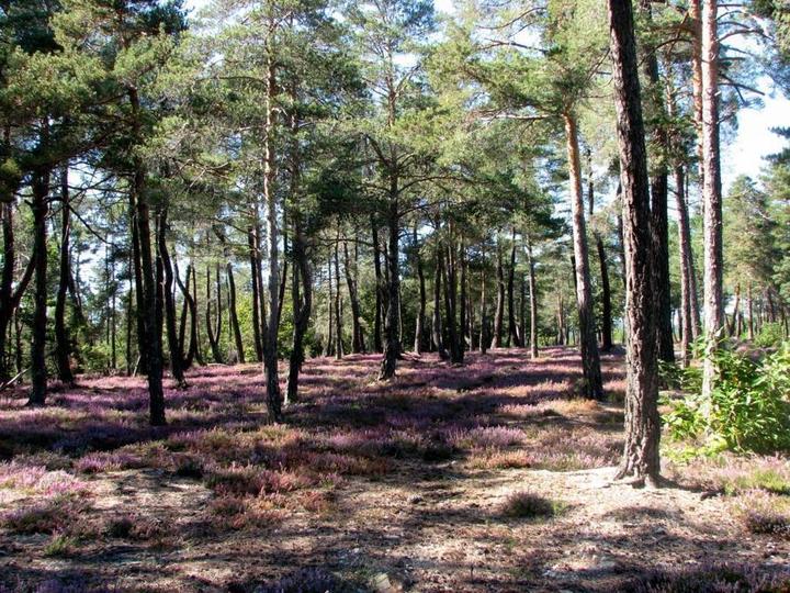 Les callunes en fleurs fin août