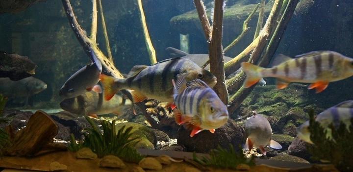 EVE Aquarium maison du Saumon,